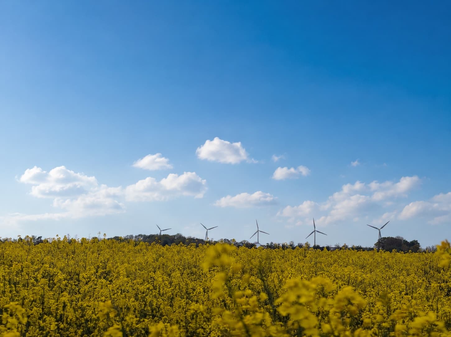 Rapsmark med vindmøller under en blå himmel — lokalt ejet energi i Stevns.